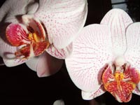orkidé 